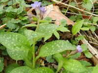 Pulmonaria officinalis 13, Gevlekt longkruid, Saxifraga-Rutger Barendse