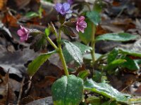 Pulmonaria officinalis 21, Gevlekt longkruid, Saxifraga-Ed Stikvoort