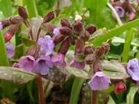 Pulmonaria officinalis 23, Gevlekt longkruid, Saxifraga-Hans Grotenhuis