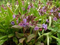Pulmonaria officinalis 24, Gevlekt longkruid, Saxifraga-Hans Grotenhuis