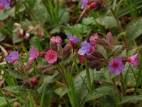 Pulmonaria officinalis 6, Gevlekt longkruid, Saxifraga-Willem van Kruijsbergen