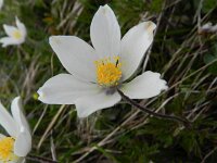 Pulsatilla alba 3, Saxifraga-Rutger Barendse