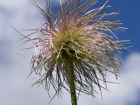 Pulsatilla alpina 89, Saxifraga-Simone van Velzen