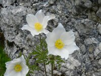 Pulsatilla alpina 90, Saxifraga-Rutger Barendse