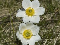 Pulsatilla alpina ssp alpina 1, Saxifraga-Jan van der Straaten