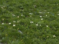 Pulsatilla alpina ssp alpina 10, Saxifraga-Willem van Kruijsbergen