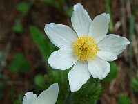 Pulsatilla alpina ssp alpina 14, Saxifraga-Willem van Kruijsbergen