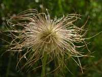 Pulsatilla alpina ssp alpina 20, Saxifraga-Marijke Verhagen