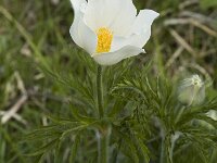 Pulsatilla alpina ssp alpina 30, Saxifraga-Marijke Verhagen