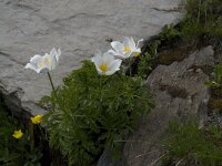 Pulsatilla alpina ssp alpina 34, Saxifraga-Willem van Kruijsbergen