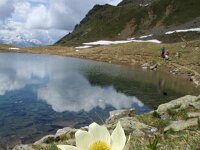 Pulsatilla alpina ssp alpina 38, Saxifraga-Jeroen Willemsen