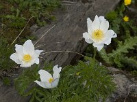 Pulsatilla alpina ssp alpina 4, Saxifraga-Willem van Kruijsbergen