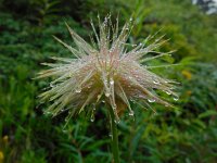 Pulsatilla alpina ssp alpina 50, Saxifraga-Ed Stikvoort