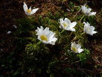 Pulsatilla alpina ssp alpina 60, Saxifraga-Ed Stikvoort