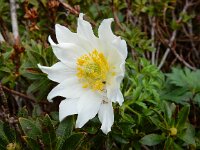 Pulsatilla alpina ssp alpina 64, Saxifraga-Ed Stikvoort