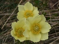 Pulsatilla alpina ssp apiifolia 121, Saxifraga-Harry Jans