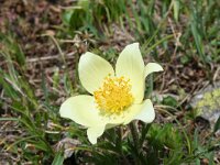 Pulsatilla alpina ssp apiifolia 40, Saxifraga-Jeroen Willemsen