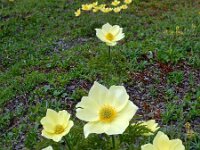 Pulsatilla alpina ssp apiifolia 66, Saxifraga-Ed Stikvoort