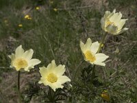 Pulsatilla alpina ssp apiifolia 79, Saxifraga-Willem van Kruijsbergen