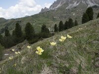 Pulsatilla alpina ssp apiifolia 81, Saxifraga-Willem van Kruijsbergen