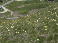 Pulsatilla alpina ssp apiifolia 83, Saxifraga-Willem van Kruijsbergen