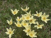 Pulsatilla alpina ssp apiifolia 85, Saxifraga-Willem van Kruijsbergen