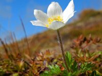 Pulsatilla alpina ssp austriaca 55, Saxifraga-Ed Stikvoort