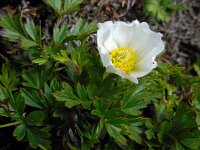 Pulsatilla alpina ssp austriaca 58, Saxifraga-Ed Stikvoort