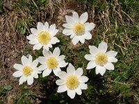 Pulsatilla alpina ssp cottianaea 106, Saxifraga-Harry Jans