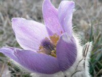Pulsatilla grandis 4, Saxifraga-Jan Willem Jongepier