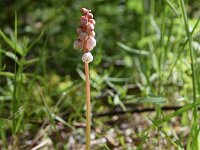 Pyrola minor 13, Klein wintergroen, Saxifraga-Simone van Velzen