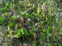 Pyrola minor 23, Klein wintergroen, Saxifraga-Ed Stikvoort