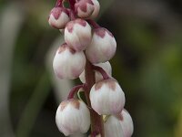 Pyrola minor 33, Klein wintergroen, Saxifraga-Willem van Kruijsbergen