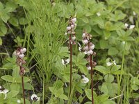 Pyrola minor 34, Klein wintergroen, Saxifraga-Willem van Kruijsbergen