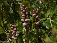 Pyrola minor 5, Klein wintergroen, Saxifraga-Willem van Kruijsbergen