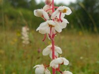 Pyrola rotundifolia 12, Rond wintergroen, Saxifraga-Ed Stikvoort