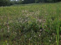 Pyrola rotundifolia 27, Rond wintergroen, Saxifraga-Hans Boll