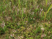 Pyrola rotundifolia 35, Rond wintergroen, Saxifraga-Hans Boll