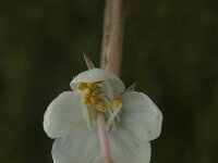 Pyrola rotundifolia 4, Rond wintergroen, Saxifraga-Jan van der Straaten
