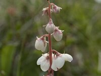Pyrola rotundifolia 61, Rond wintergroen, Saxifraga-Willem van Kruijsbergen