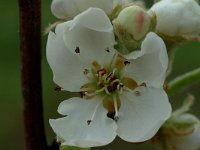 Pyrus spinosa, Almond-leaved Pear