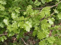 Quercus cerris 7, Moseik, Saxifraga-Dirk Hilbers