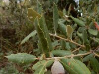 Quercus ilex 17, Saxifraga-Ed Stikvoort