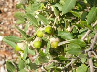Quercus ilex 21, Saxifraga-Hans Grotenhuis