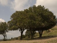 Quercus ilex 4, Saxifraga-Jan van der Straaten