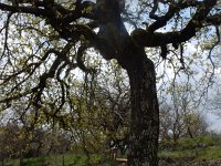 Quercus itaburensis