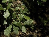 Quercus pubescens 11, Saxifraga-Jan van der Straaten