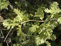 Quercus pubescens 12, Saxifraga-Jan van der Straaten