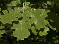 Quercus pubescens 13, Saxifraga-Jan van der Straaten