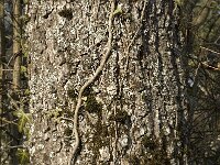 Quercus pubescens 7, Saxifraga-Jan van der Straaten